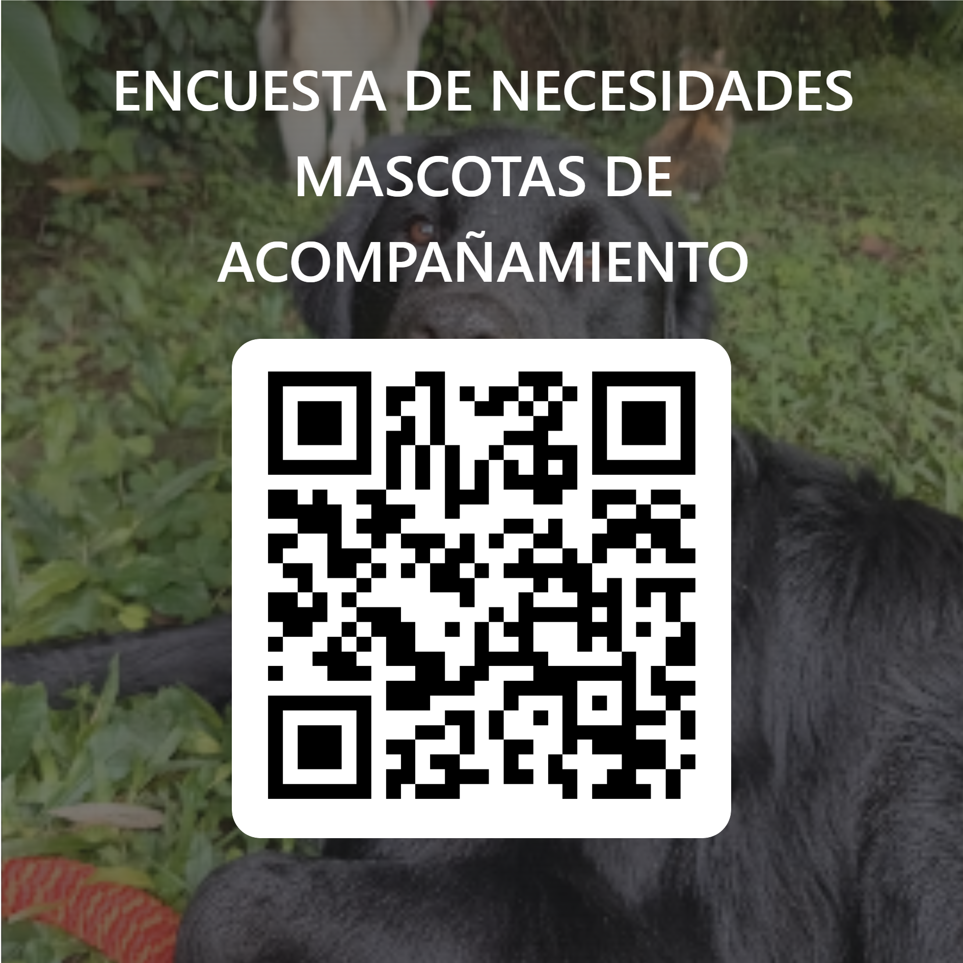 ENCUESTA DE NECESIDADES MASCOTAS DE ACOMPAÑAMIENTO